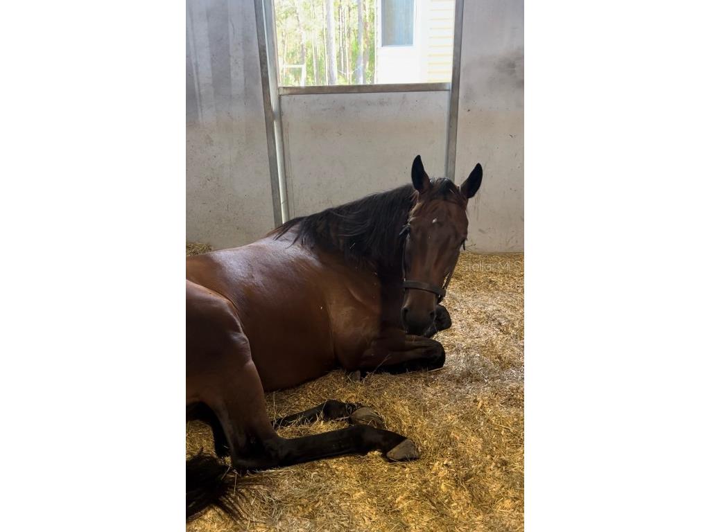 14192 Ermine Owl Road Brooksville FL 34614 TB8450010 image6