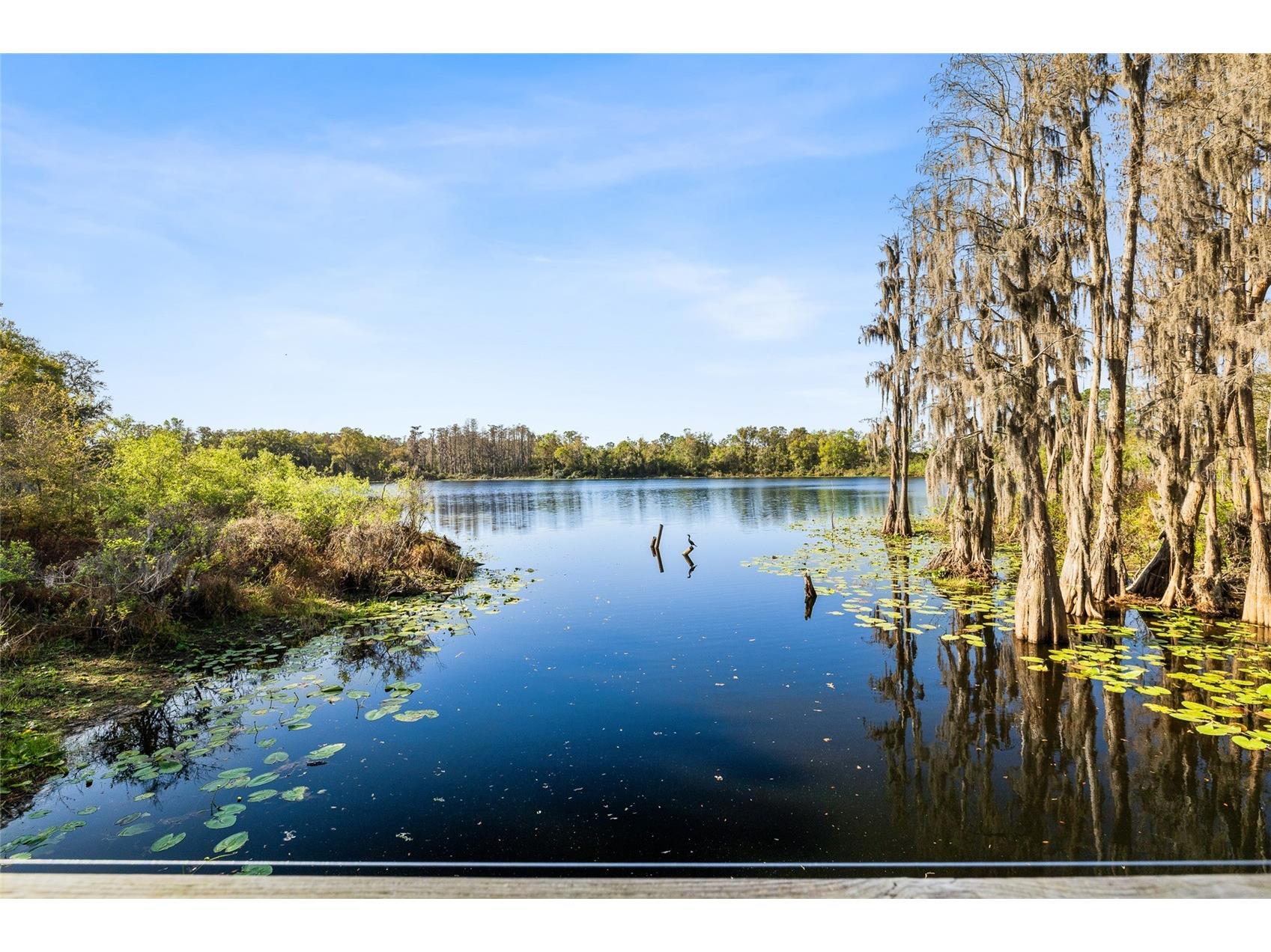 14205 Damselfly Drive Tampa FL 33625 TB8485604 image23
