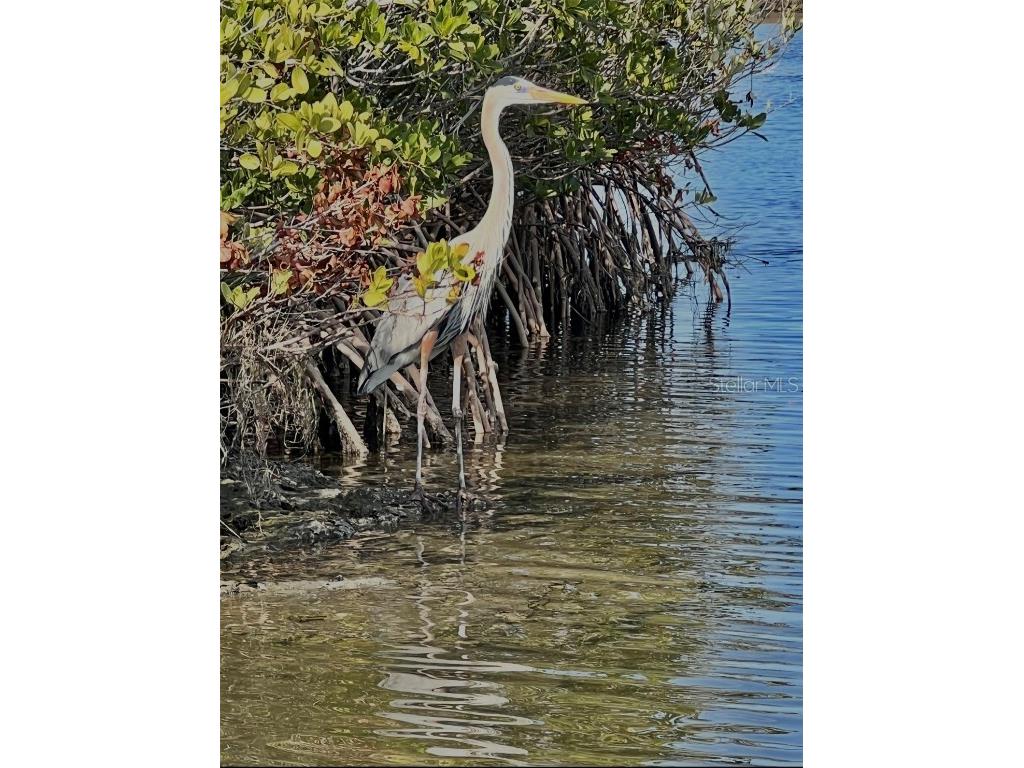 14211 W Saint Martins Road Crystal River FL 34429 TB8446071 image56