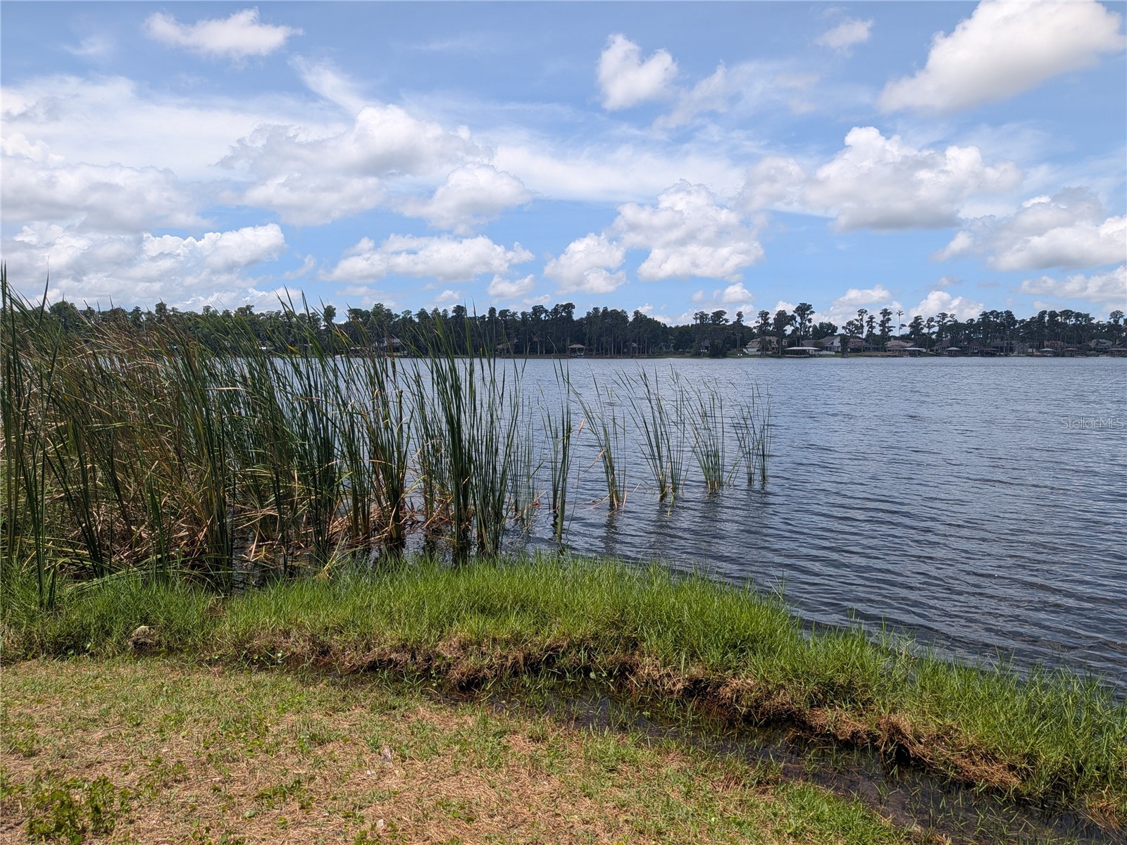 14232 Chisholm Lane Odessa FL 33556 - LAKE ANNE TB8515139 image20