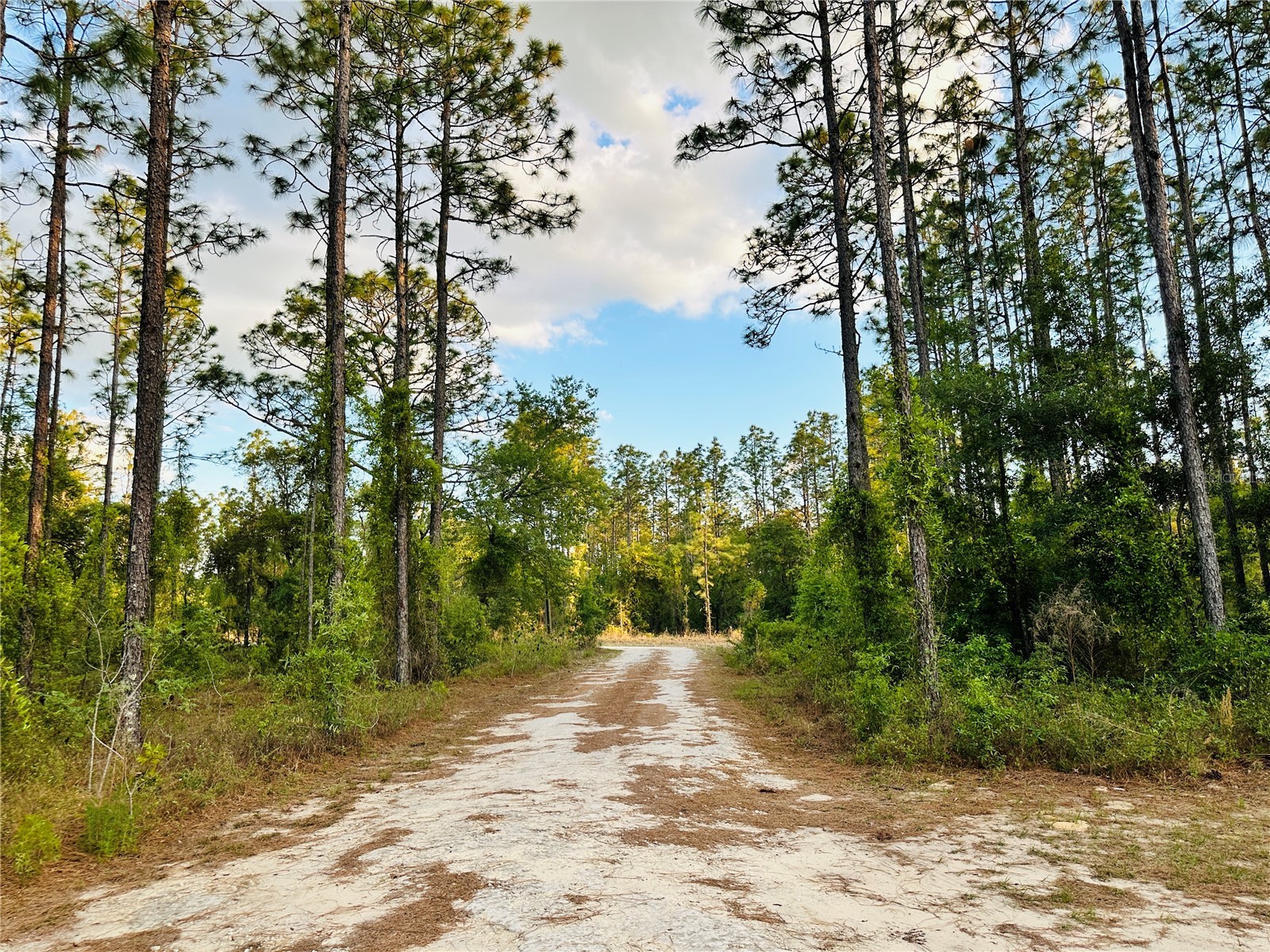 14251 SE 21st Place Morriston FL 32668 OM723508 image9