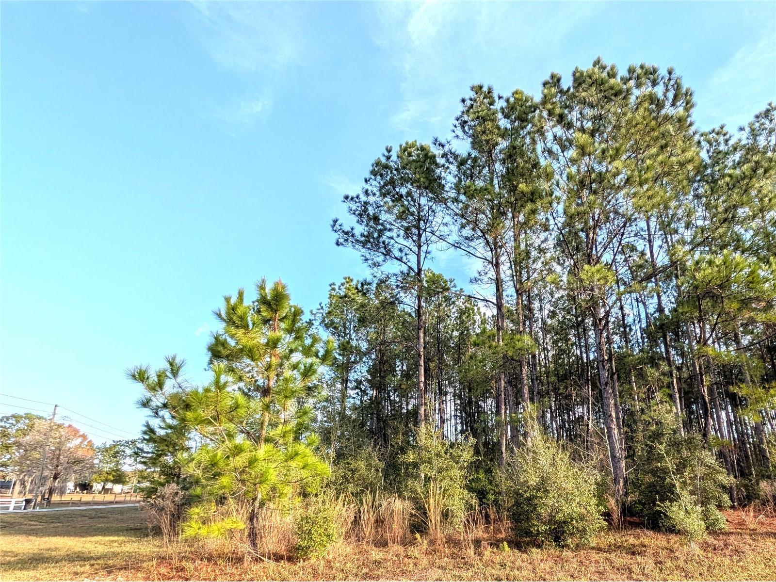 143 S Kensington Avenue Lecanto FL 34461 OM716778 image5