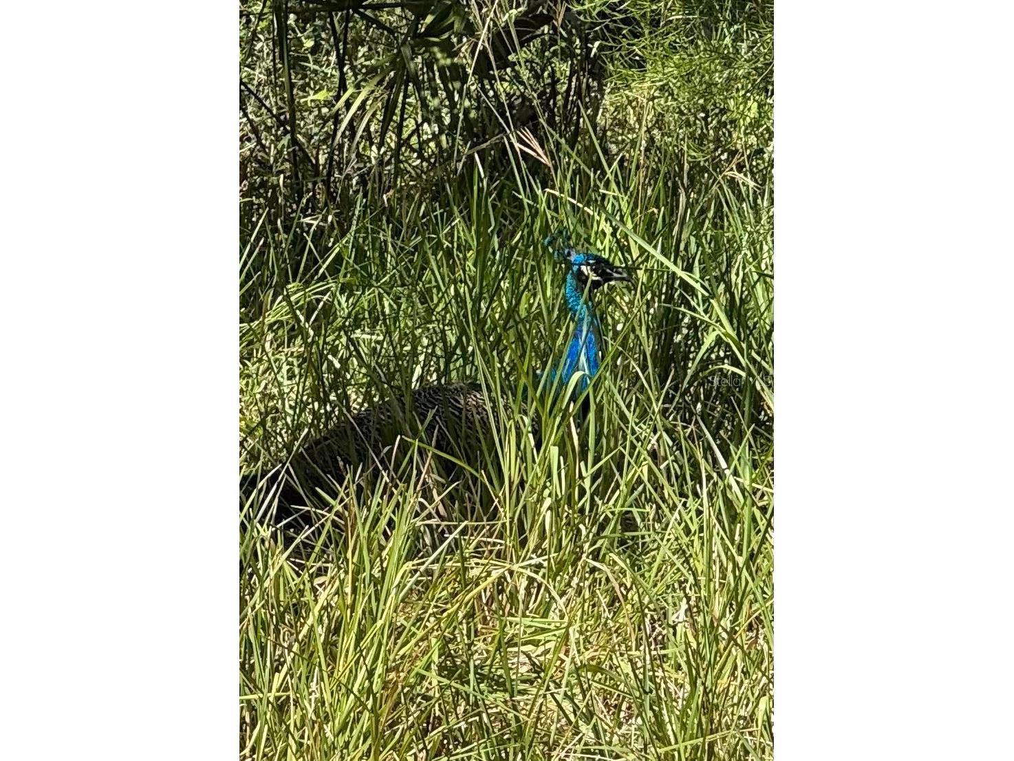 14312 W Sutton Court Crystal River FL 34429 OM711607 image38