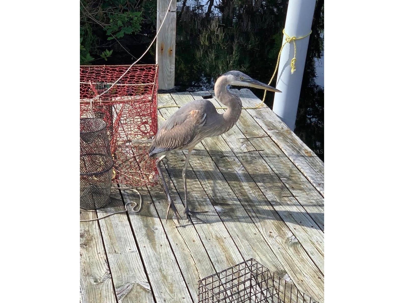 14371 W Ebbtide Court Crystal River FL 34429 TB8462931 image42