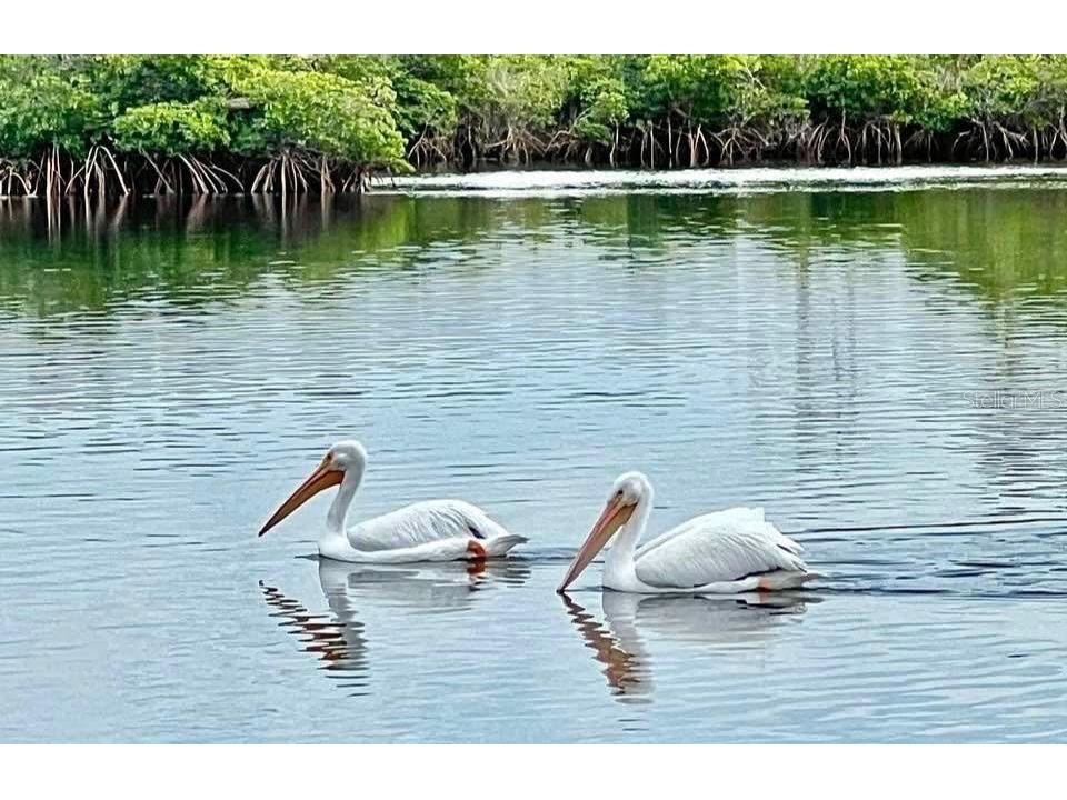 14371 W Ebbtide Court Crystal River FL 34429 TB8462931 image43