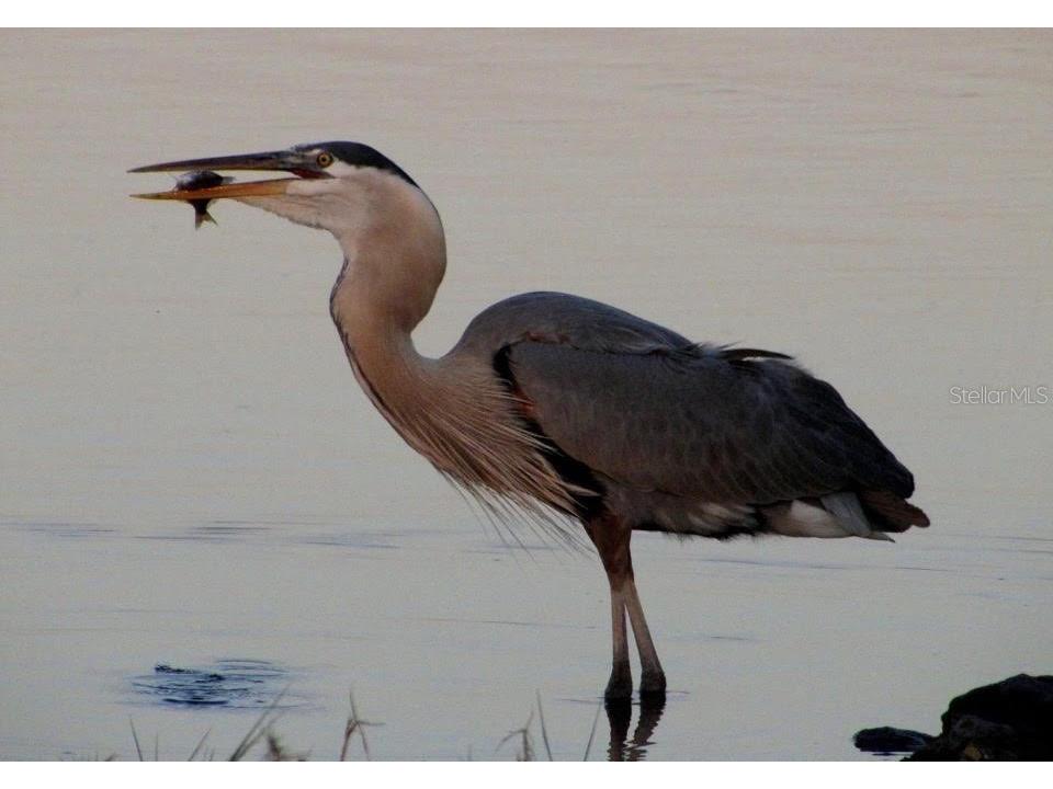 14371 W Ebbtide Court Crystal River FL 34429 TB8462931 image56