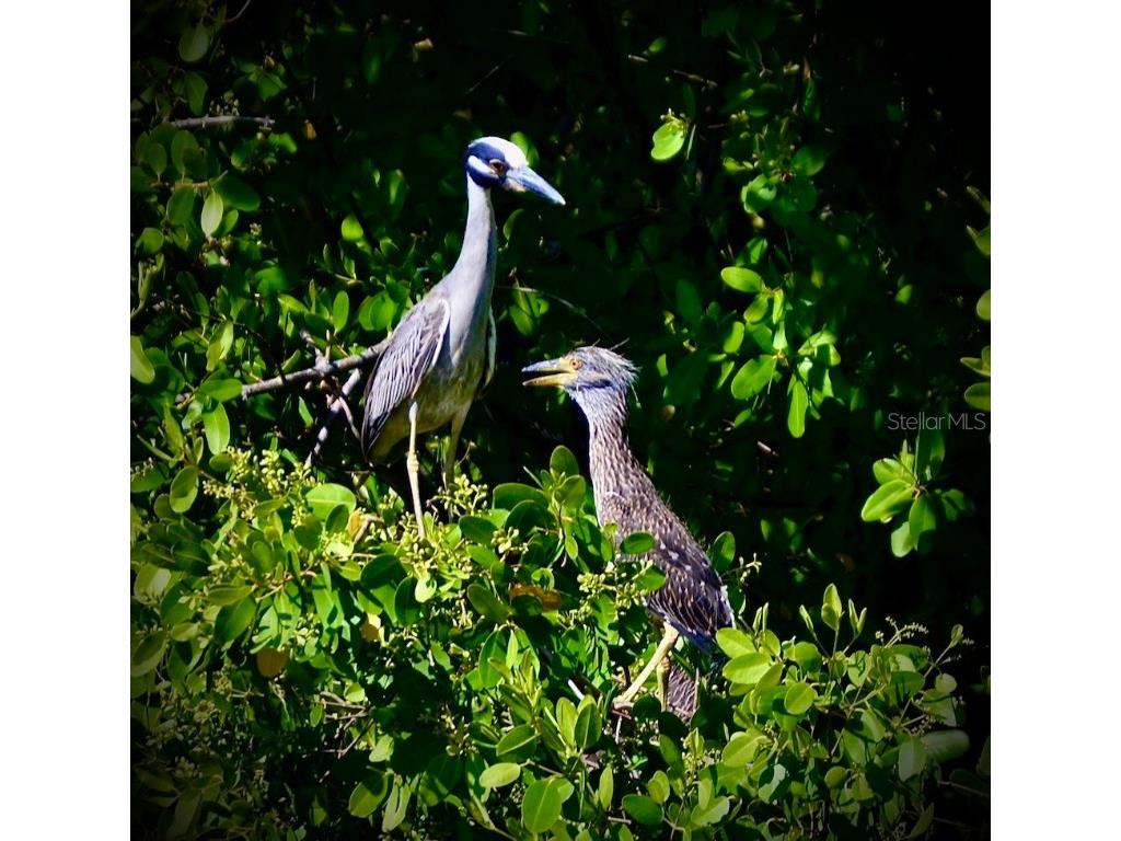 14399 Tamarac Drive Bokeelia FL 33922 TB8452928 image69