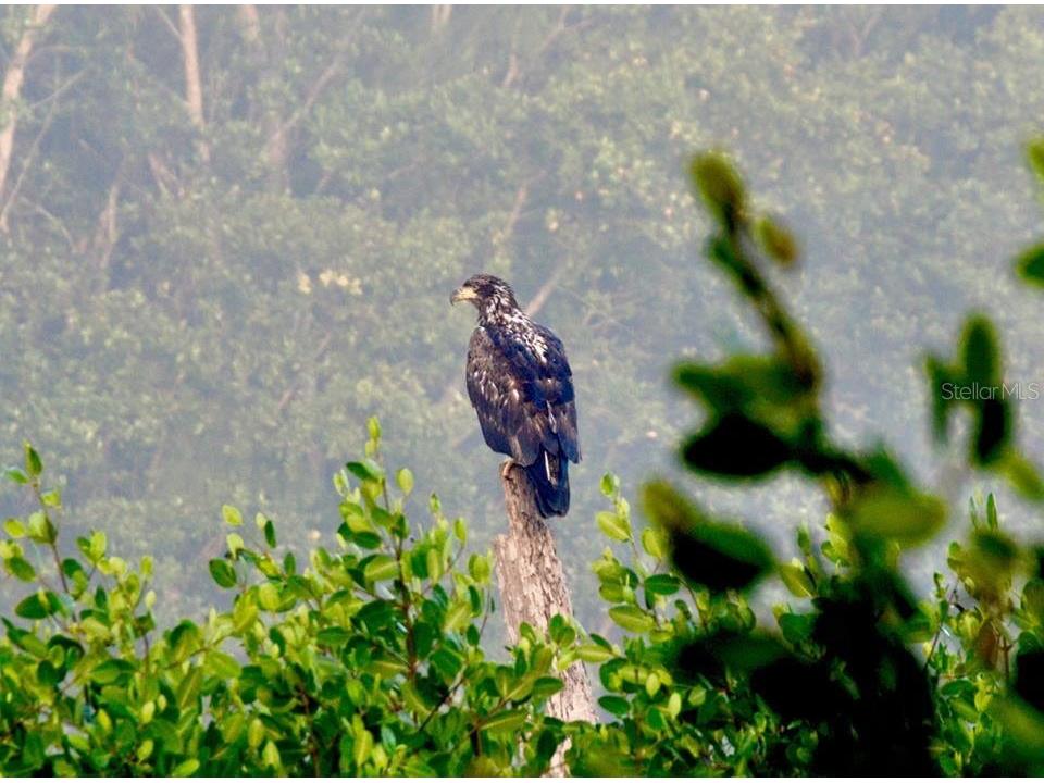 14399 Tamarac Drive Bokeelia FL 33922 TB8452928 image74