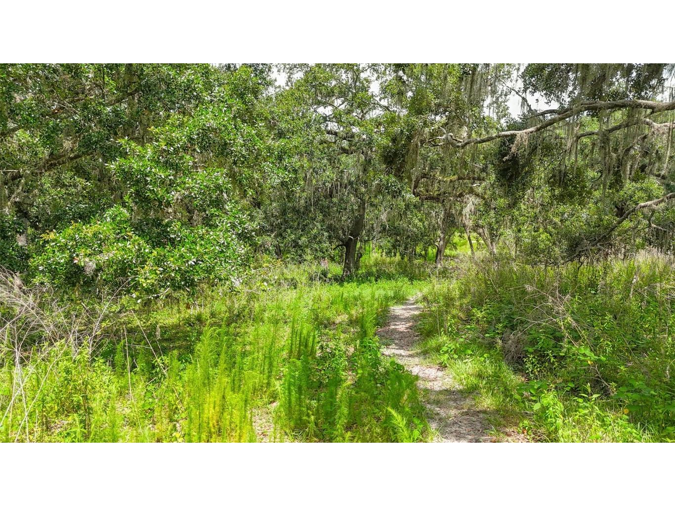 14409 Curley Road Dade City FL 33525 TB8388007 image11