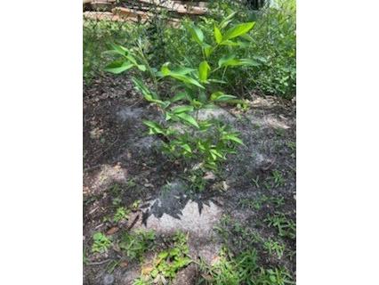 1443 Immokalee Street Intercession City FL 33848 O6348531 image12