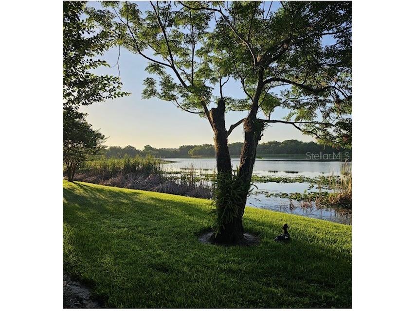 145 N Pearl Lake Causeway #210 Altamonte Springs FL 32714 - Pearl Lake O6411055 image30