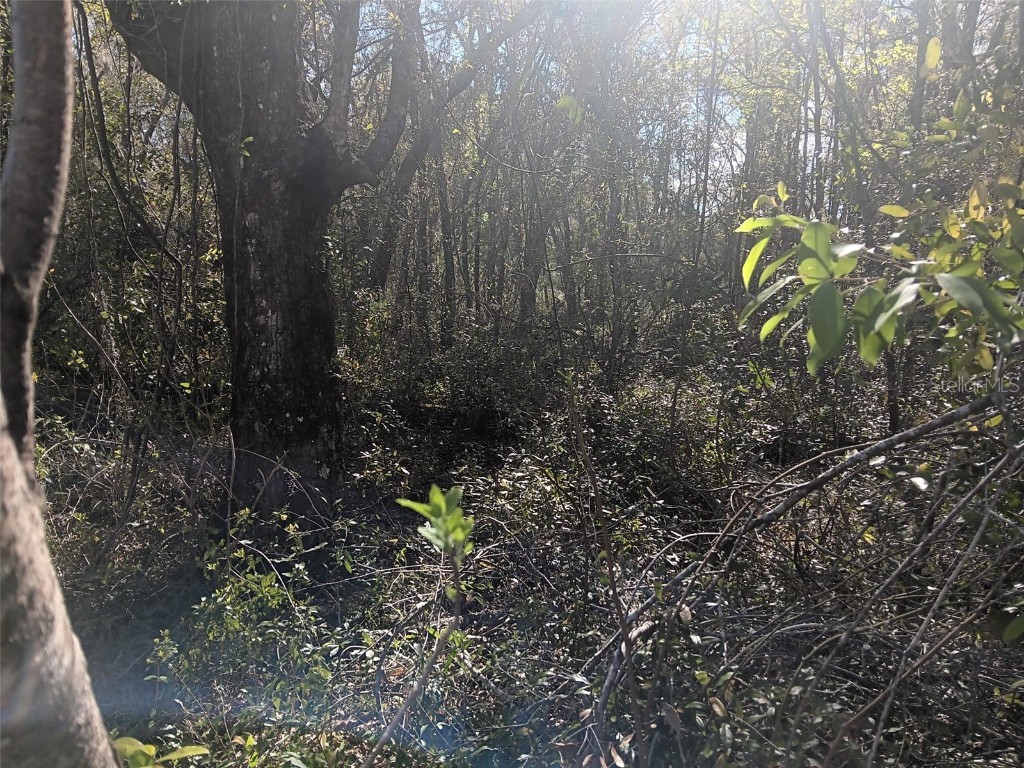 145 Palm Drive Bronson FL 32621 OM678400 image3