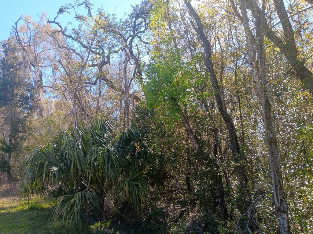 145 Palm Drive Bronson FL 32621 OM678400 image4