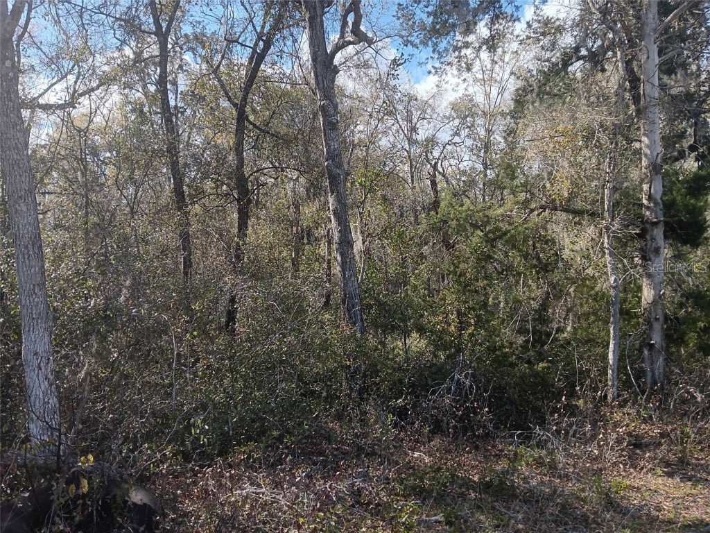 145 Palm Drive Bronson FL 32621 OM678400 image6