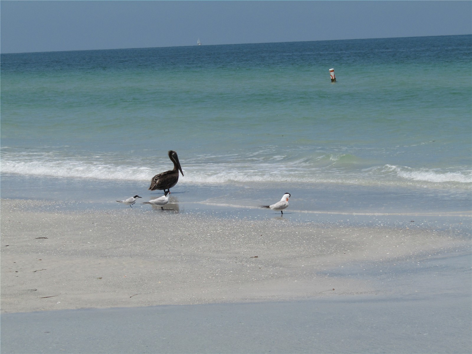 1451 Gulf Boulevard #101 Clearwater Beach FL 33767 TB8496202 image37