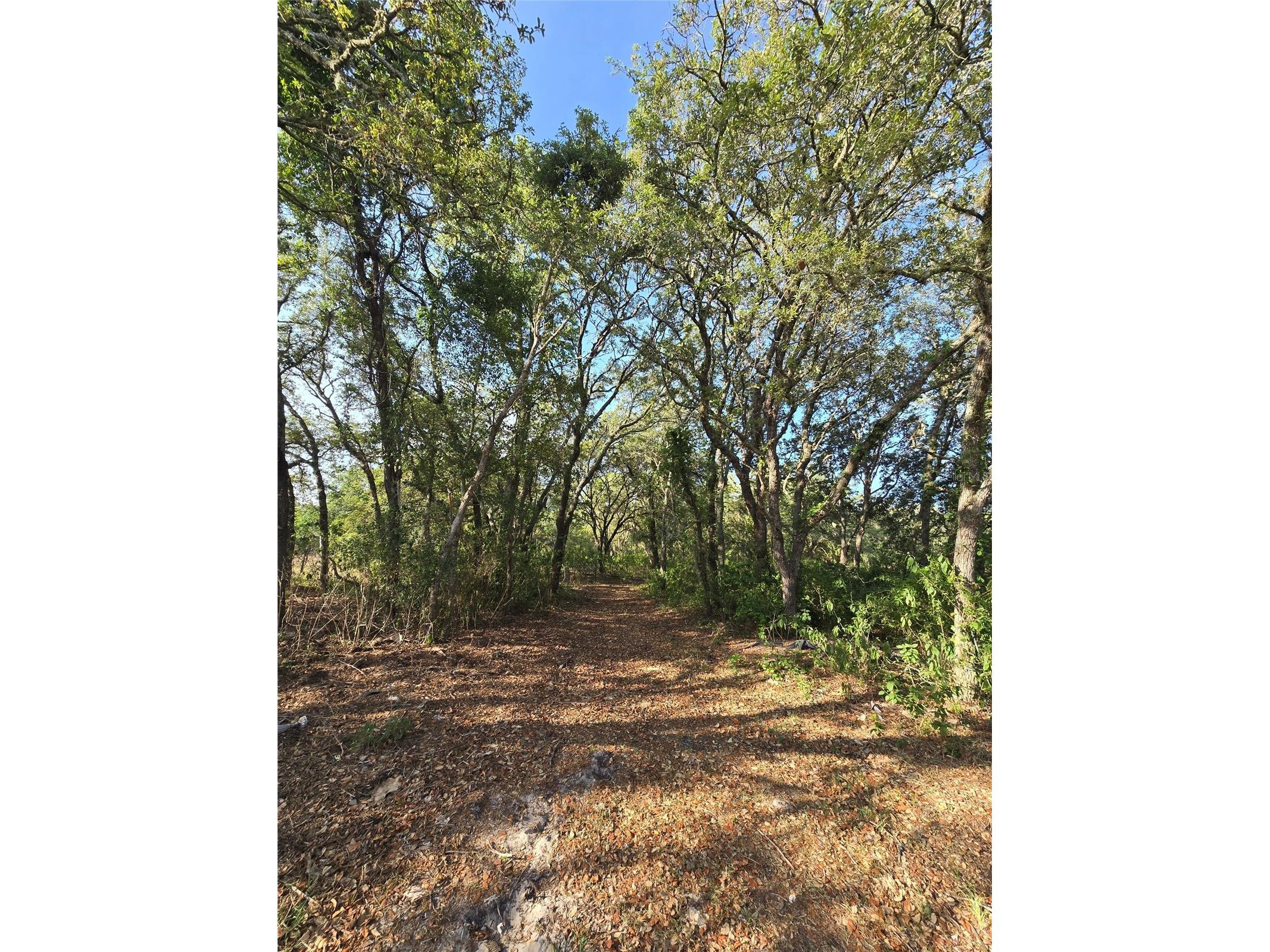 14515 Giddyup Lane Hudson FL 34669 TB8503829 image3