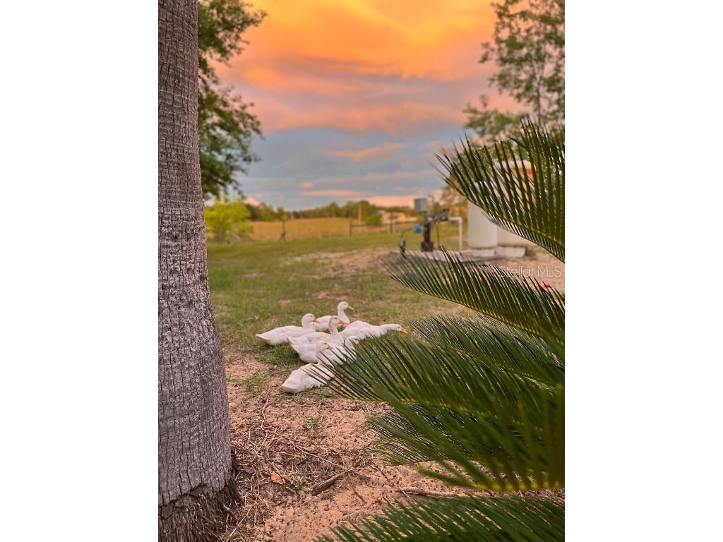 14520 Lost Lake Road Clermont FL 34711 O6345746 image58