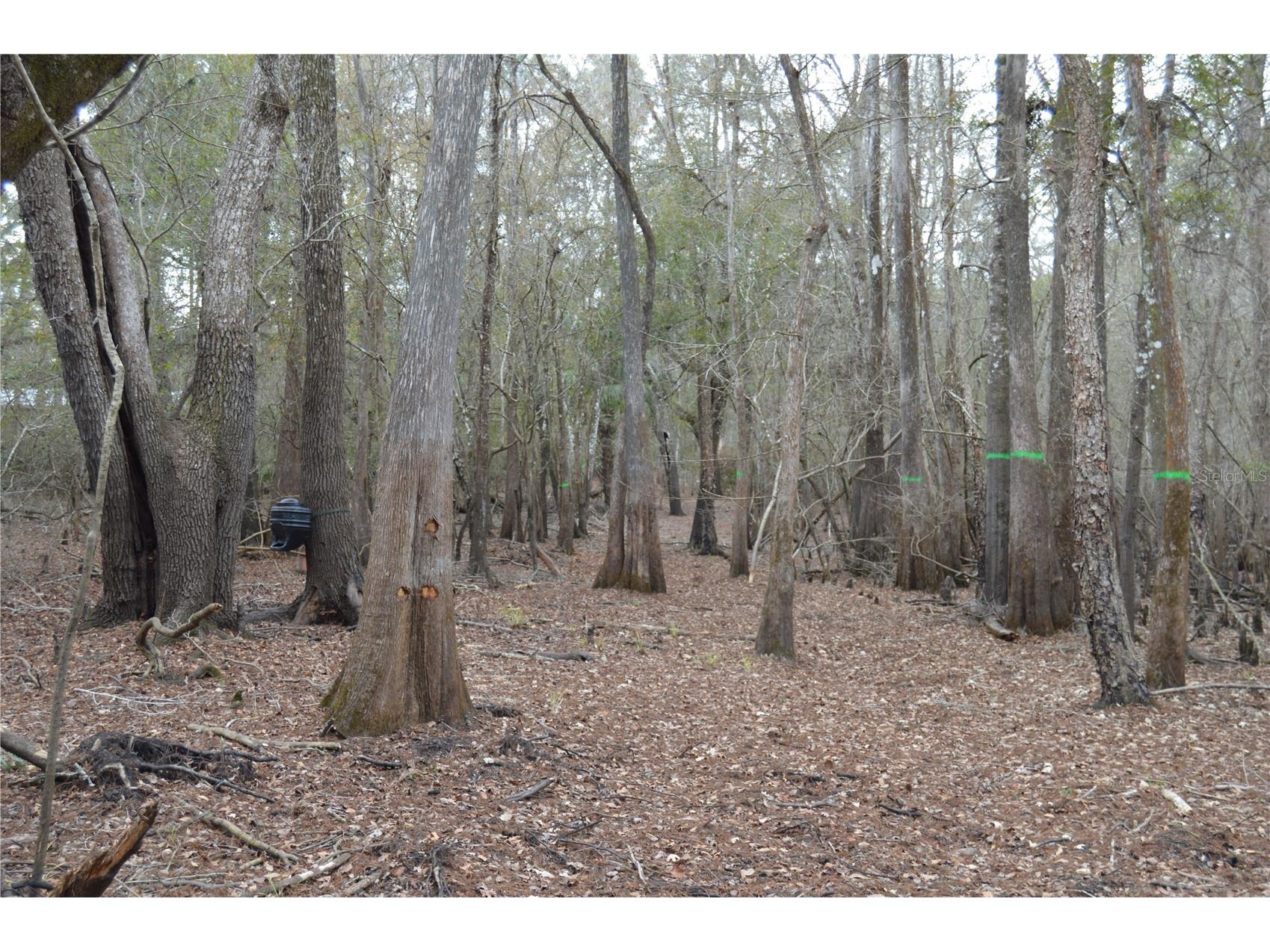1459 NE 743 Street Cross City FL 32628 W7883878 image42