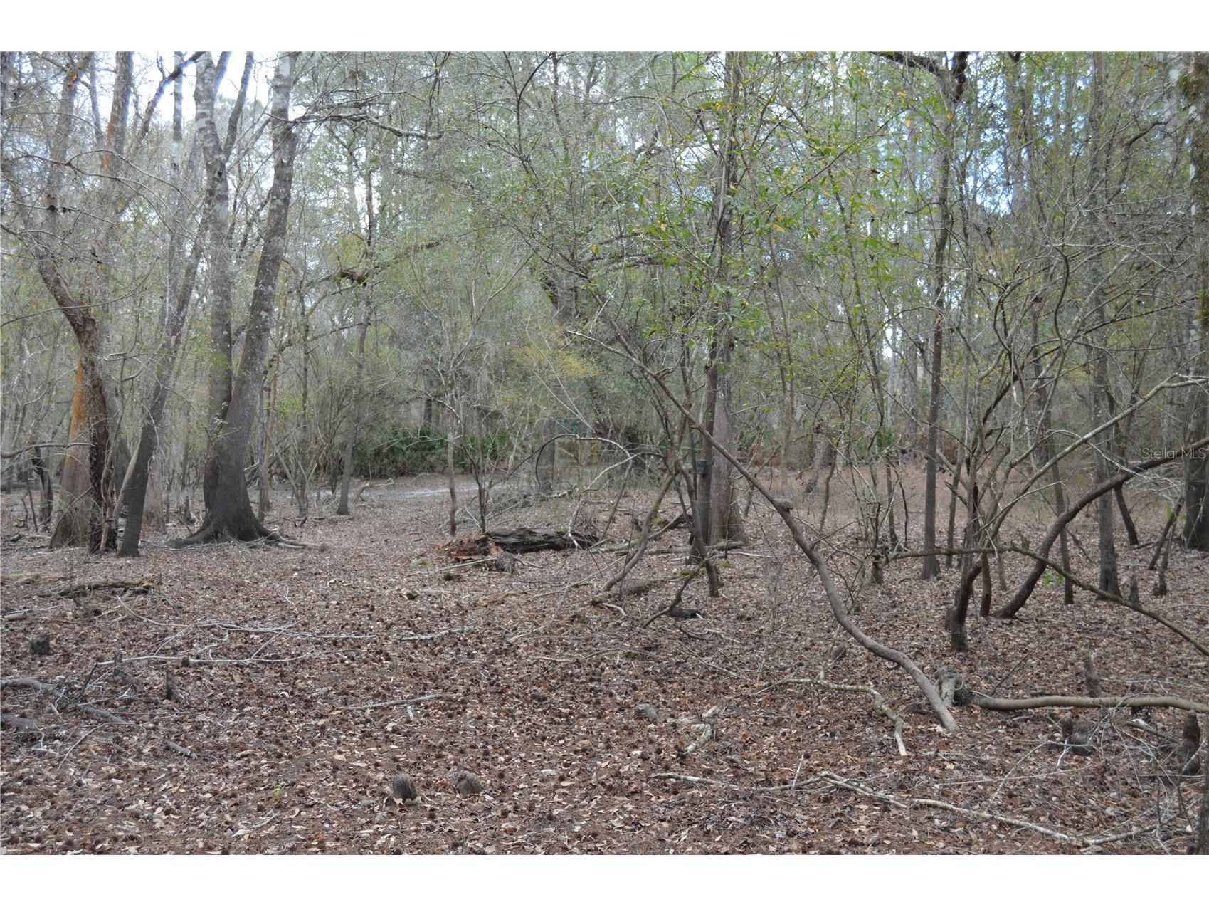 1459 NE 743 Street Cross City FL 32628 W7883878 image48