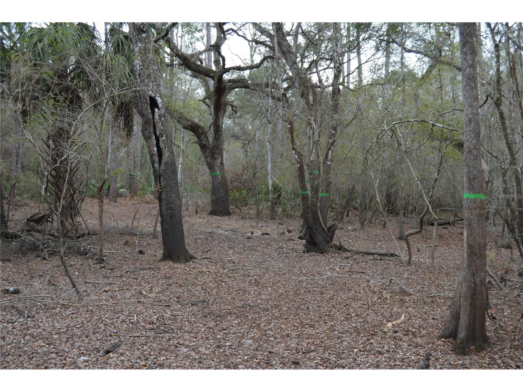 1459 NE 743 Street Cross City FL 32628 W7883878 image49
