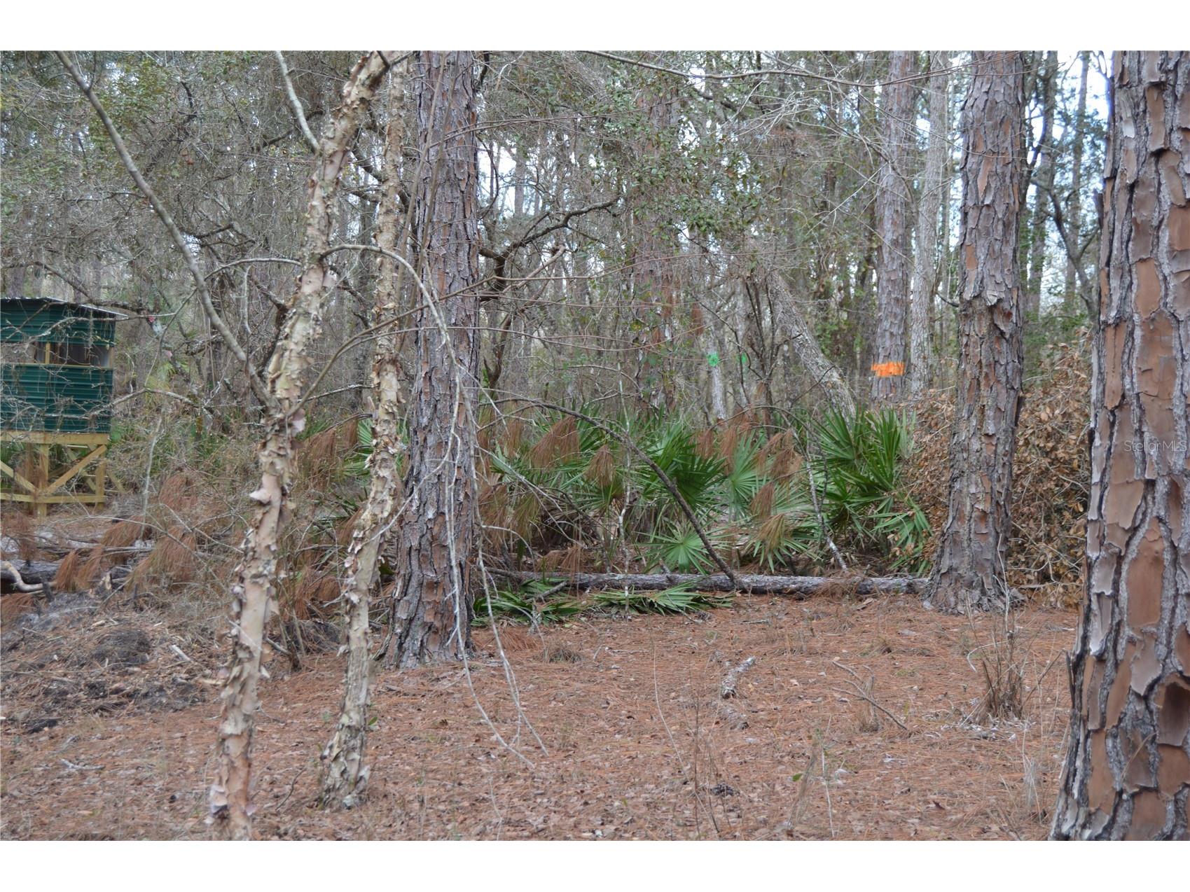 1459 NE 743 Street Cross City FL 32628 W7883878 image59