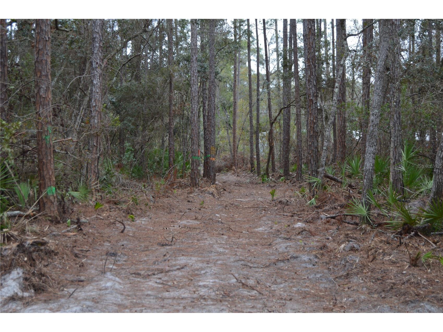 1459 NE 743 Street Cross City FL 32628 W7883878 image61