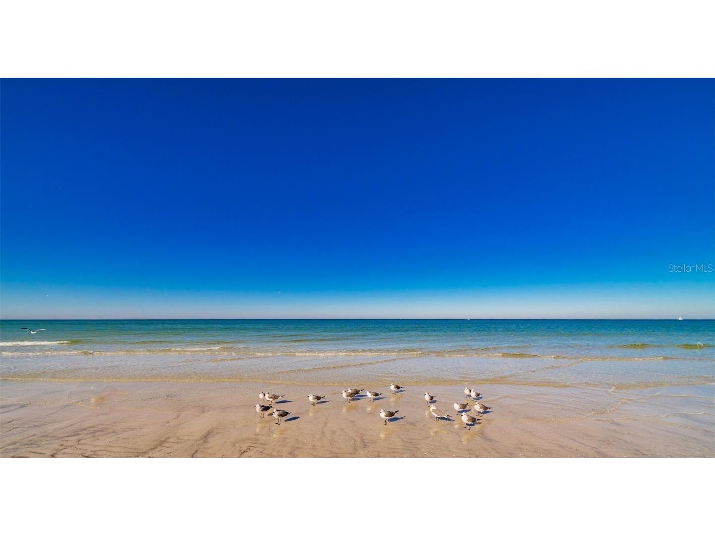 1460 Gulf Boulevard #811 Clearwater Beach FL 33767 TB8434154 image52