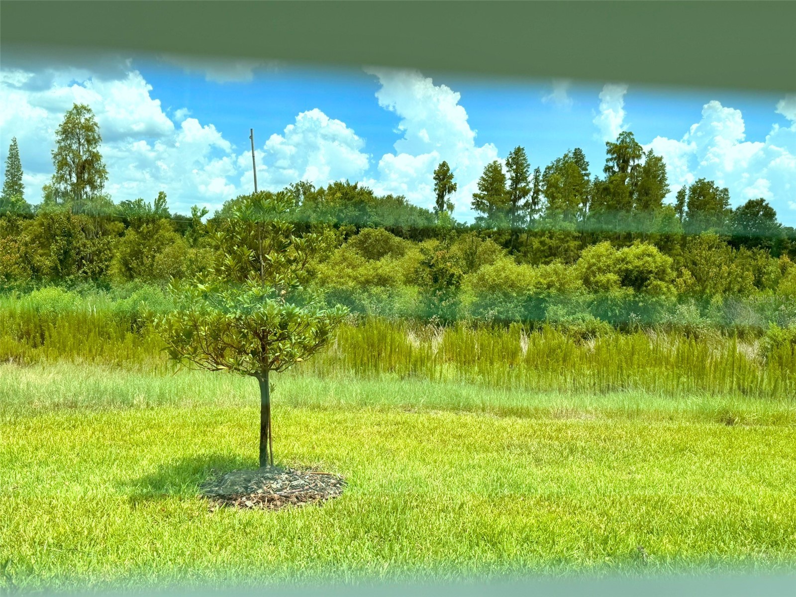 1461 Brekey Way Zephyrhills FL 33541 O6422317 image17