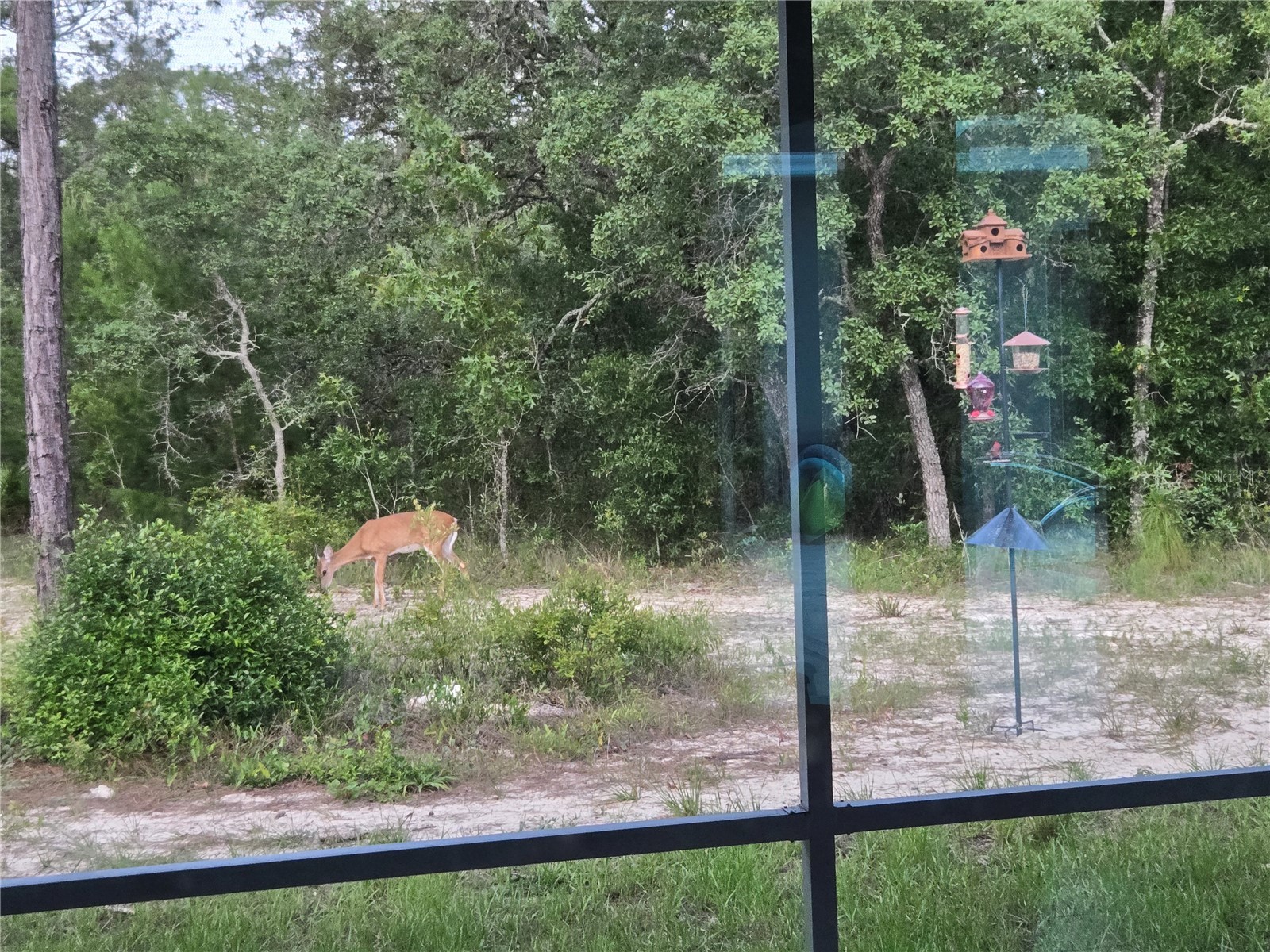 14610 Hidden Deer Trail Brooksville FL 34614 TB8523986 image57