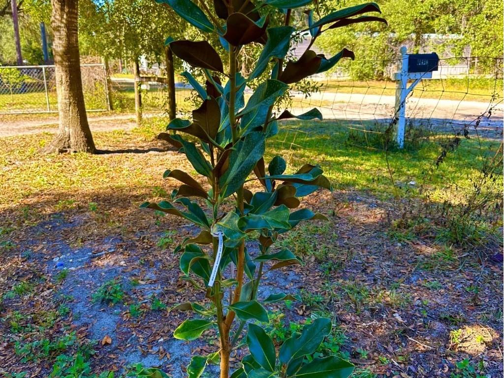 14640 NE 149th Lane Fort Mc Coy FL 32134 OM715157 image23