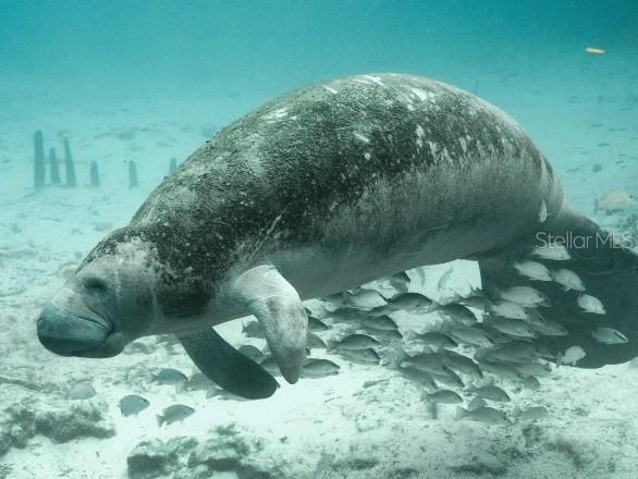 1465 Trinidad Street Deland FL 32720 O6384951 image22