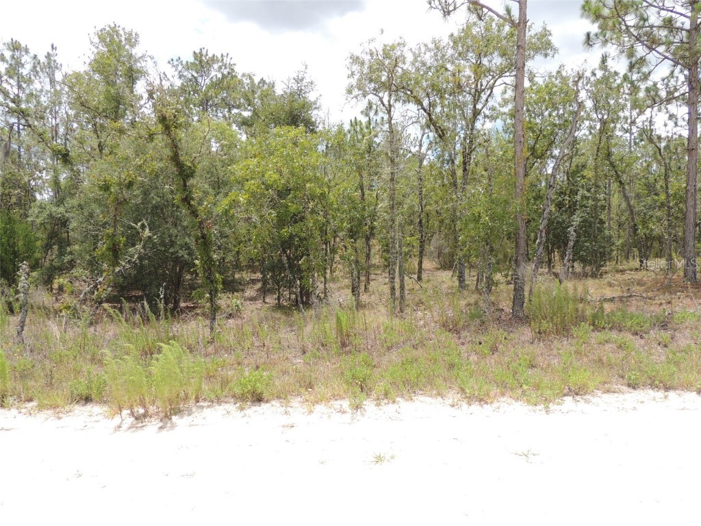 14670 SE 4th Street Williston FL 32696 OM679771 image1