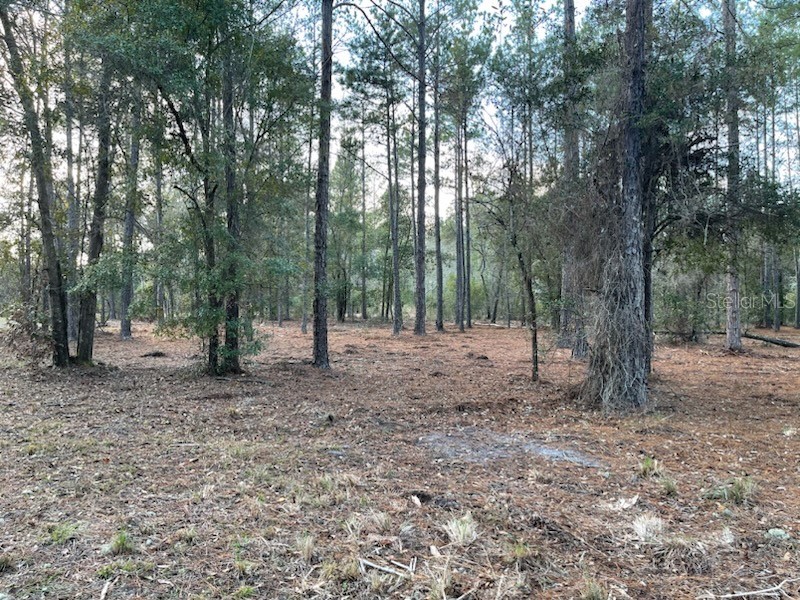 1469 County Road, Earleton, FL, 32631 MLS P4925077 Edina Realty