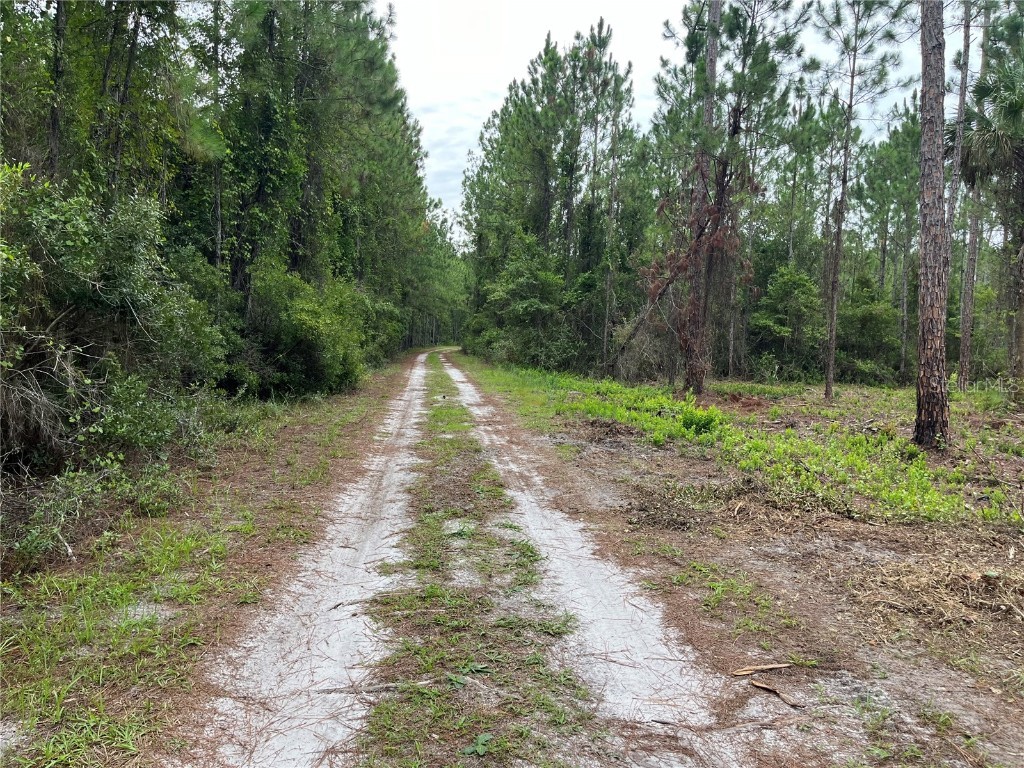 147 Roebuck Street Georgetown FL 32139 OK225312 image3