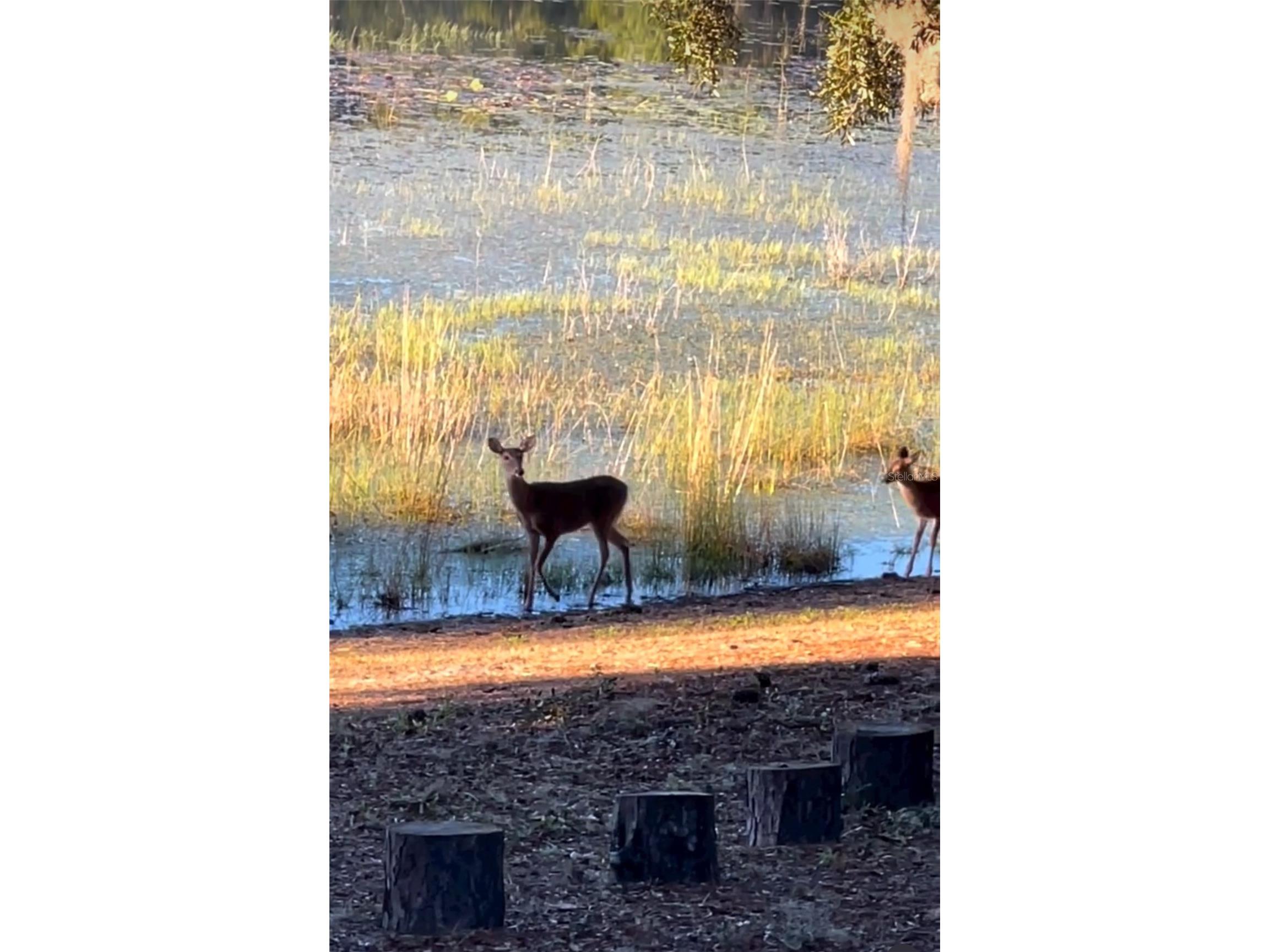 14730 SE 61st Street Road Ocklawaha FL 32179 - LAKE SHOESOLE OM717239 image85