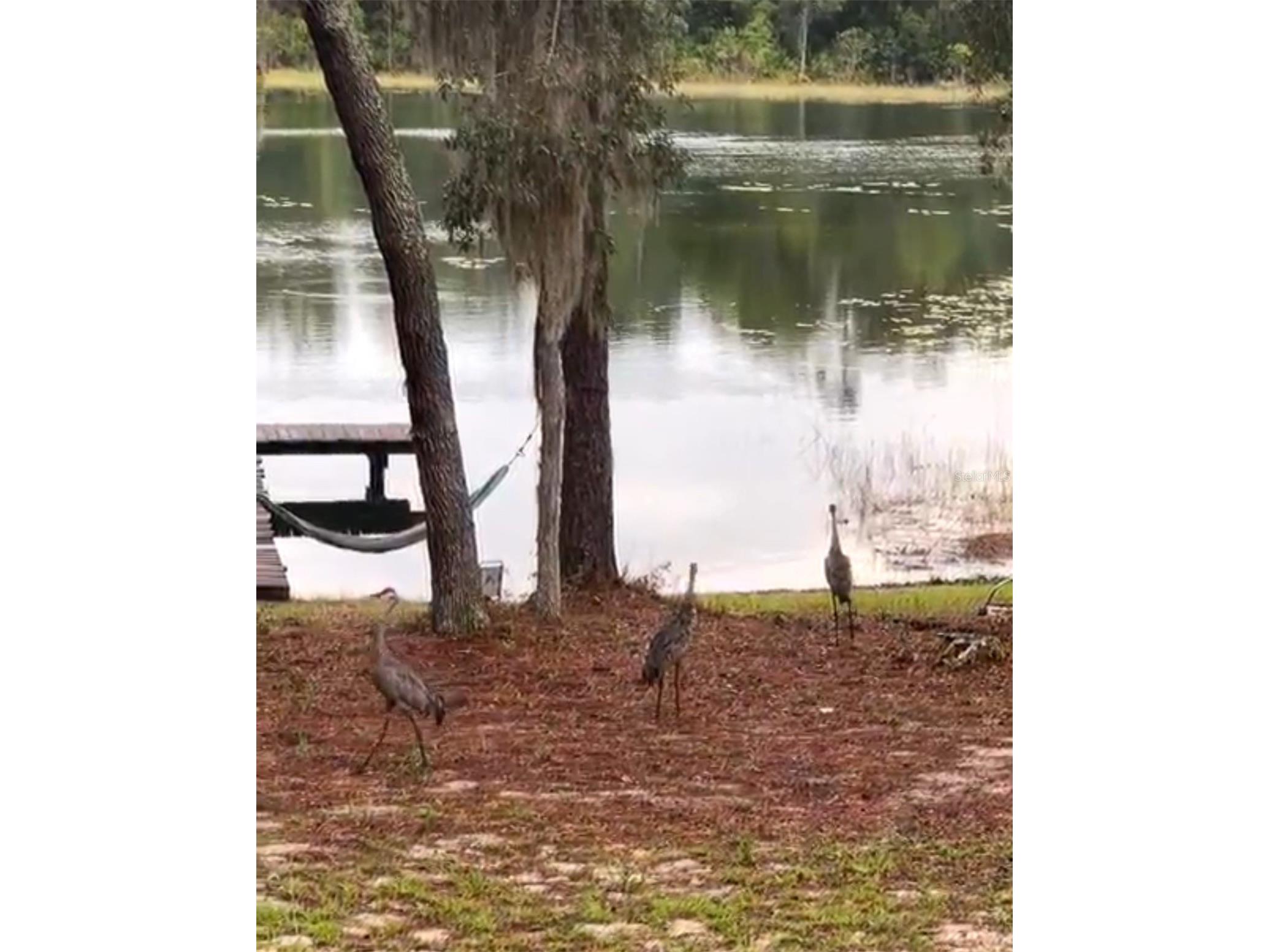 14730 SE 61st Street Road Ocklawaha FL 32179 - LAKE SHOESOLE OM717239 image86