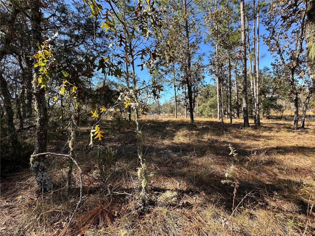 14731 SE 5th Place Williston FL 32696 OM690285 image4