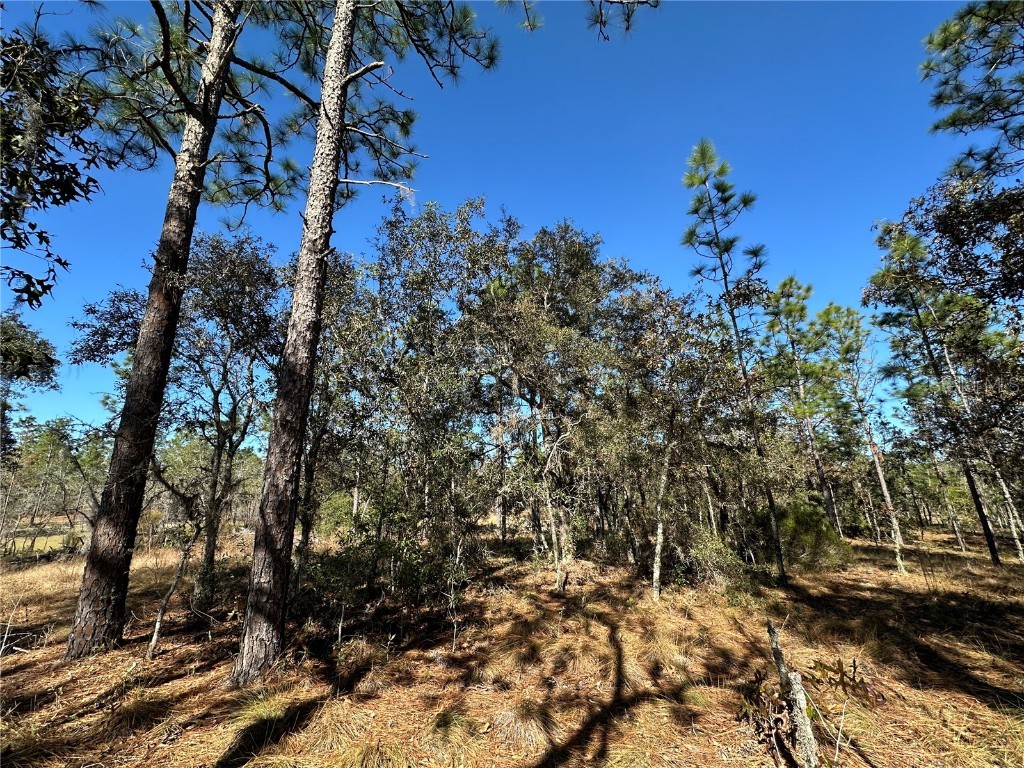 14731 SE 5th Place Williston FL 32696 OM690285 image6