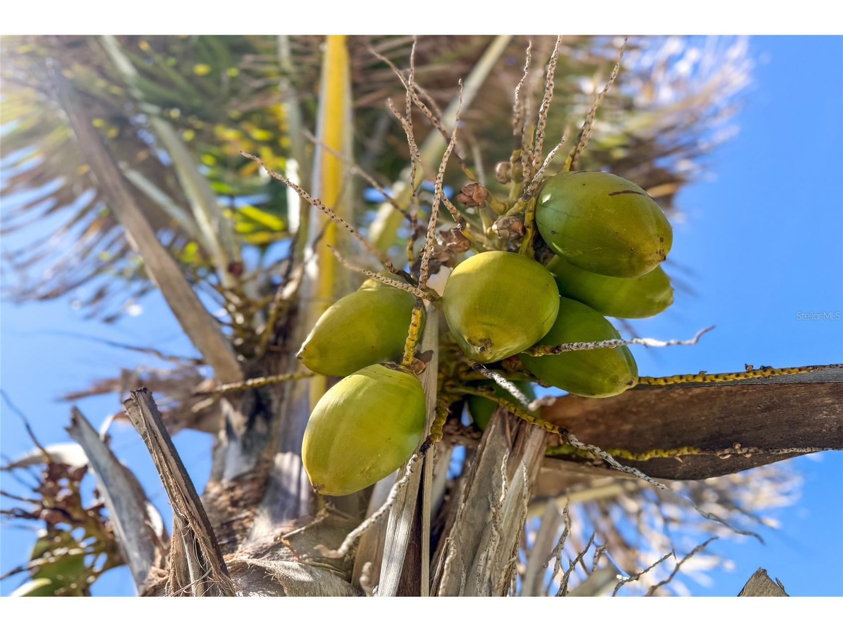 1475 Flamingo Drive #333 Englewood FL 34224 D6146292 image34