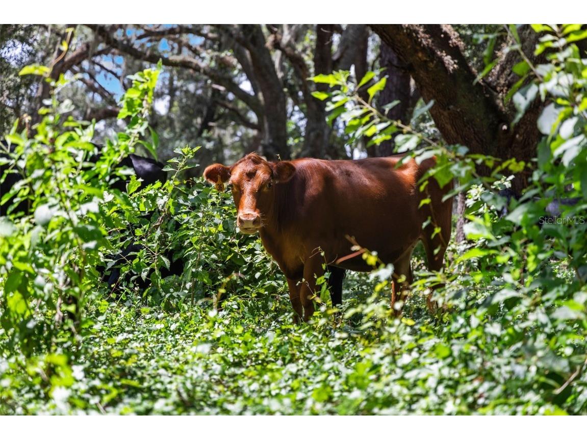 14765 Us Highway 41 Spring Hill FL 34610 TB8419309 image30