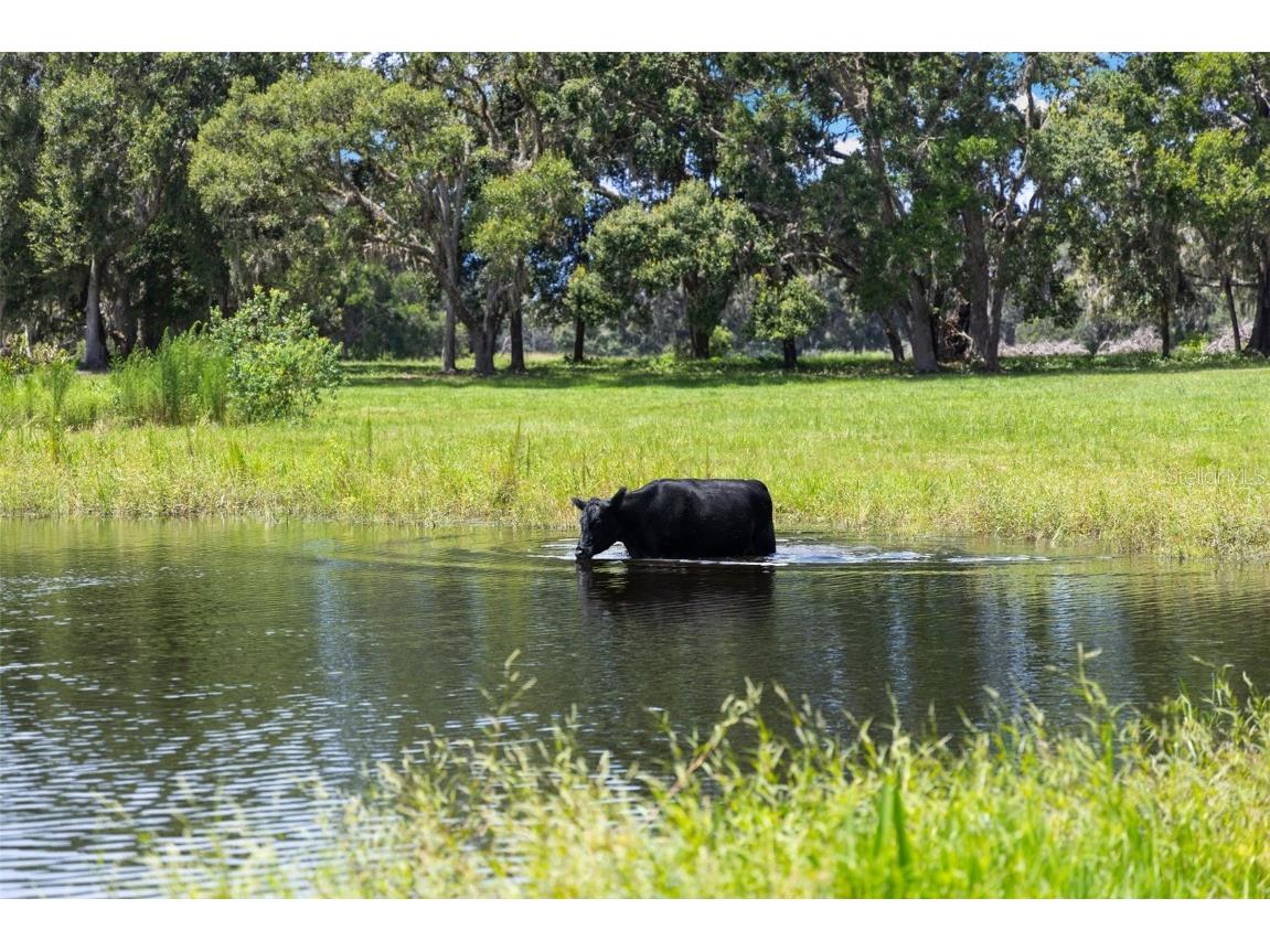 14765 Us Highway 41 Spring Hill FL 34610 TB8419309 image35