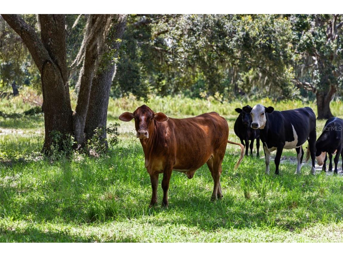 14765 Us Highway 41 Spring Hill FL 34610 TB8419309 image45