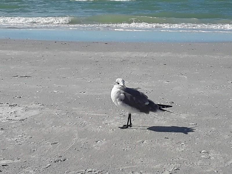 1480 Gulf Boulevard #309 Clearwater Beach FL 33767 - GULF OF MEXICO TB8516274 image21