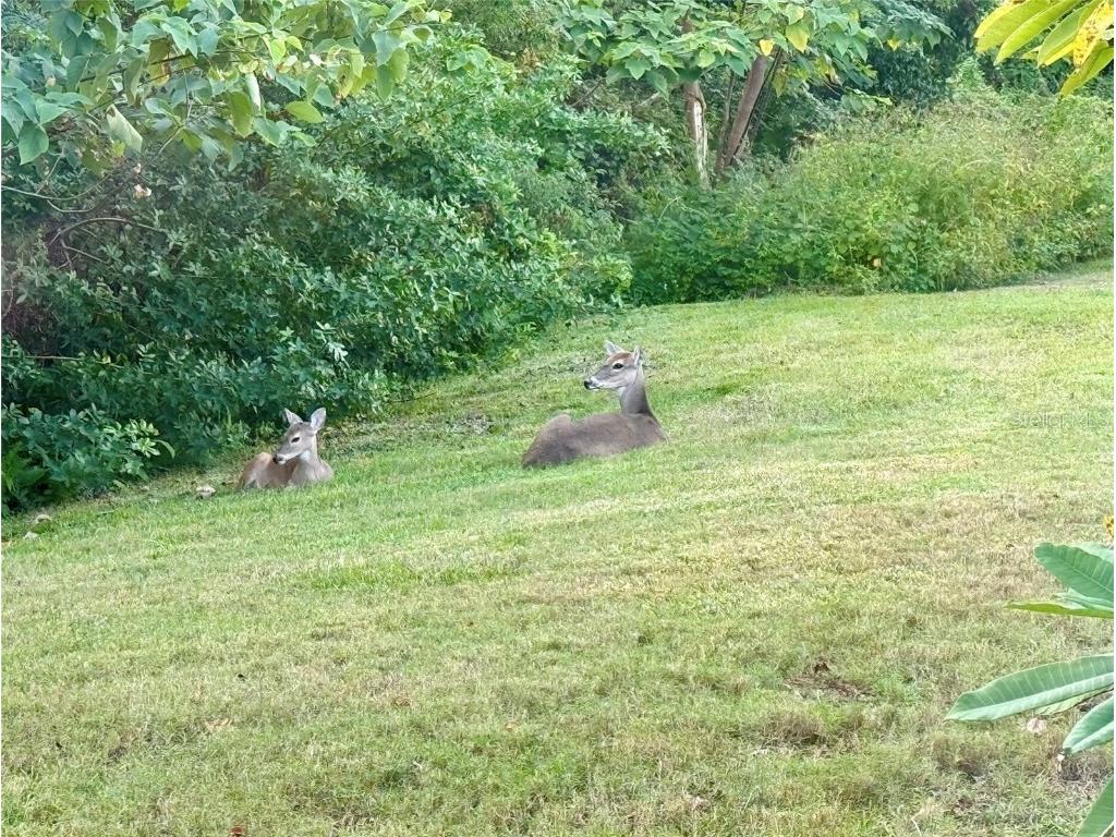 1482 Glengarry Drive Palm Harbor FL 34684 - LAKE TARPON TB8448770 image17