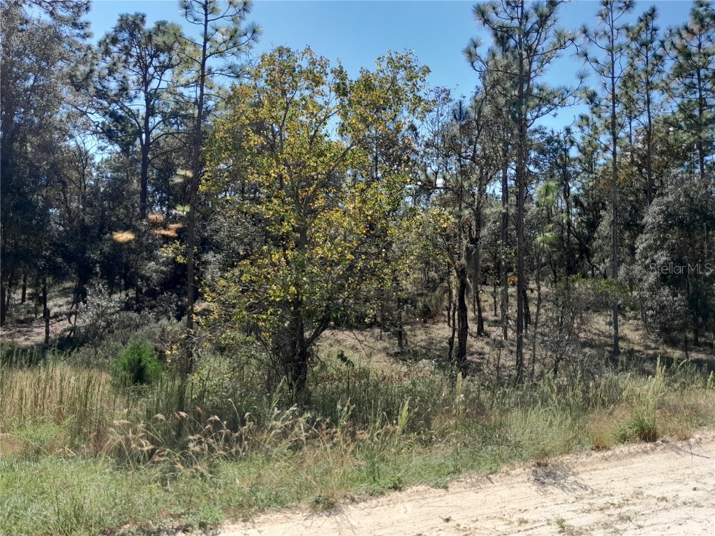 14830 SE 20th Street Morriston FL 32668 OM647563 image1