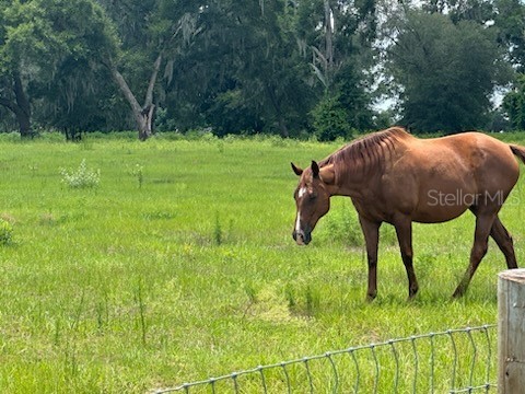 14854 NE Jacksonville Road Citra FL 32113 OM726872 image5