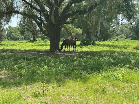 14854 NE Jacksonville Road Citra FL 32113 OM726872 image7