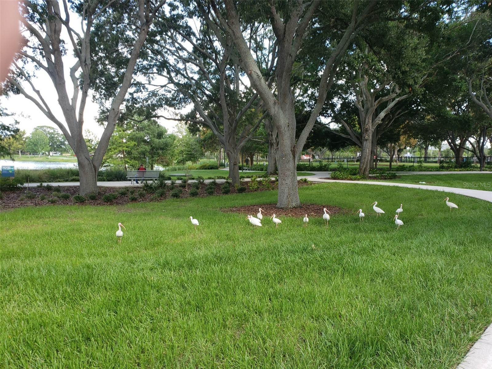 1489 De Leon Street Clearwater FL 33755 TB8460559 image16