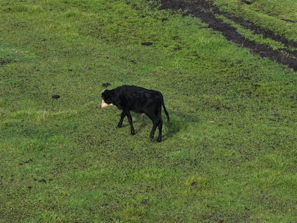 14935 Coker Gully Road Myakka City FL 34251 A4668257 image12