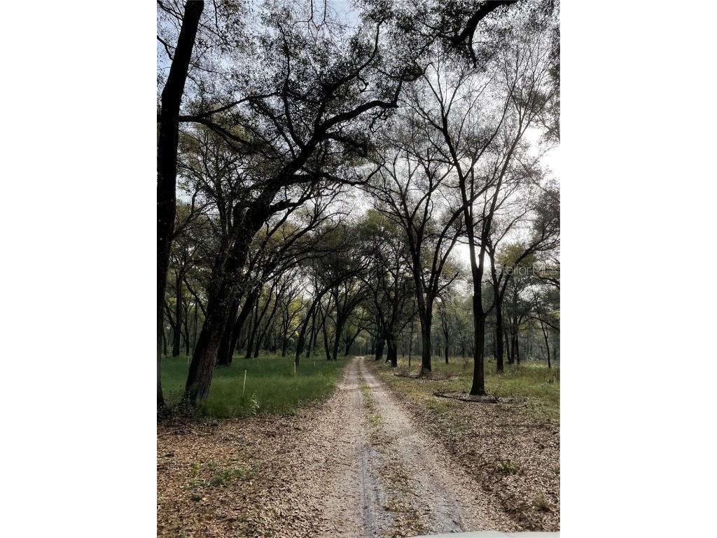 1494 Tilly Byrd Road Seville FL 32190 V4937508 image3